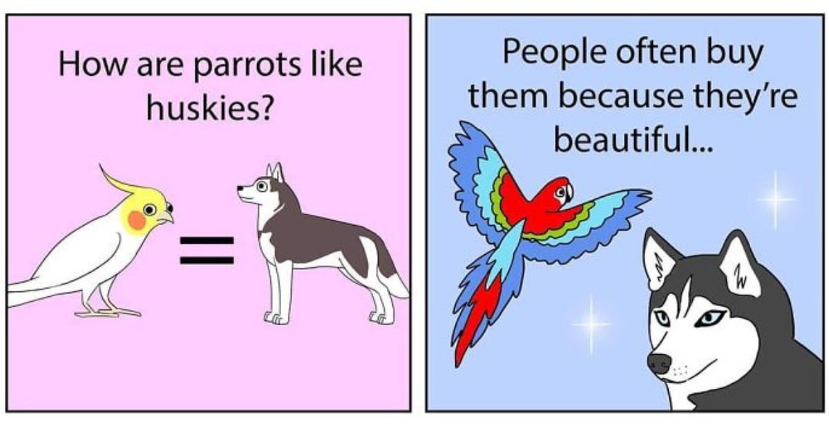 20 Times Chicken Thoughts Makes Hilarious Comics About Birds